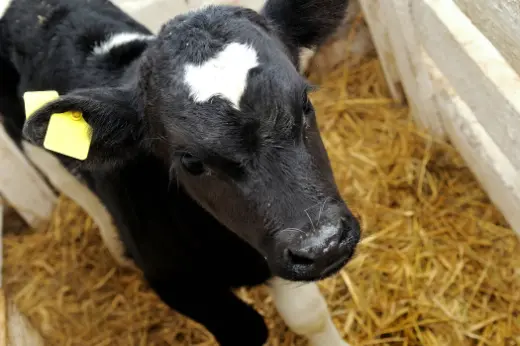 baby calf