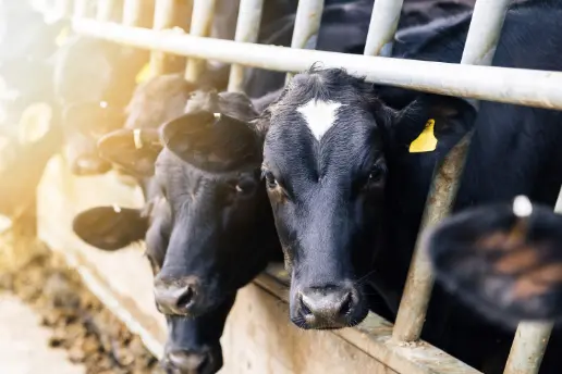 What 2023 Dairy Checkoff Milestones Effect MBAS on Dairy Calves