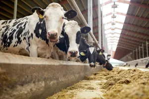 Cows eating in a barn