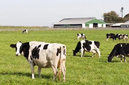Cows in a cow pasture