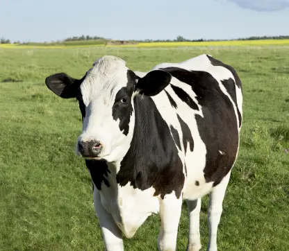 Saving Money Milk Human Health Dairy Cow