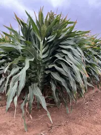 Sorghum Silage