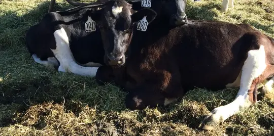 Colorado Serum's employees