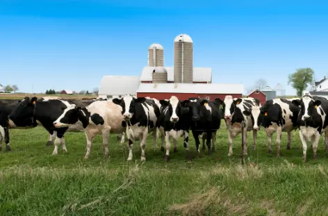 Effect of MBAS on Pre-Weaned Dairy Calves