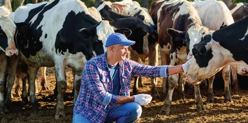 Man petting cows