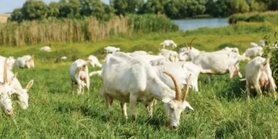 Goats