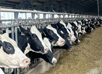 Cows eating in a barn