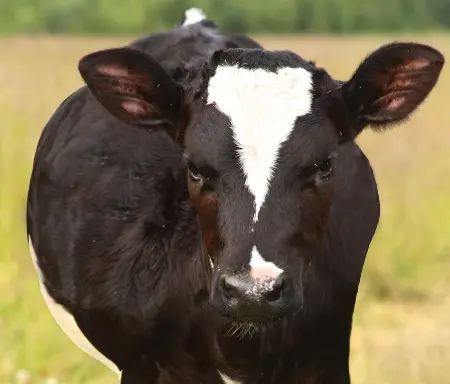 Abomasal Bloat in Dairy Calf