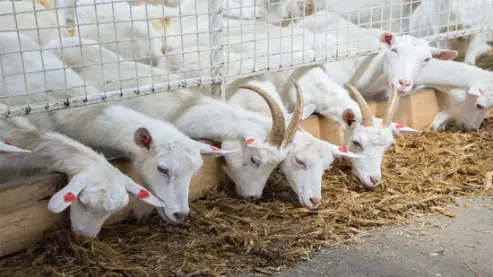 Milk Composition Quality Goats
