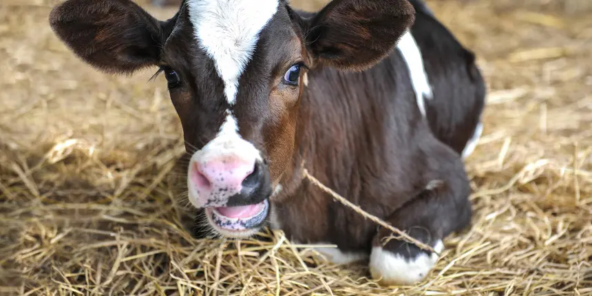 Dehydration in Dairy Calves