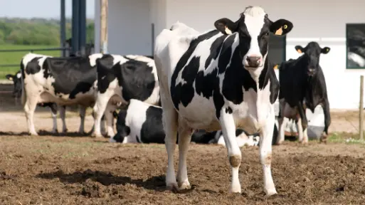 Cost Lameness Cattle