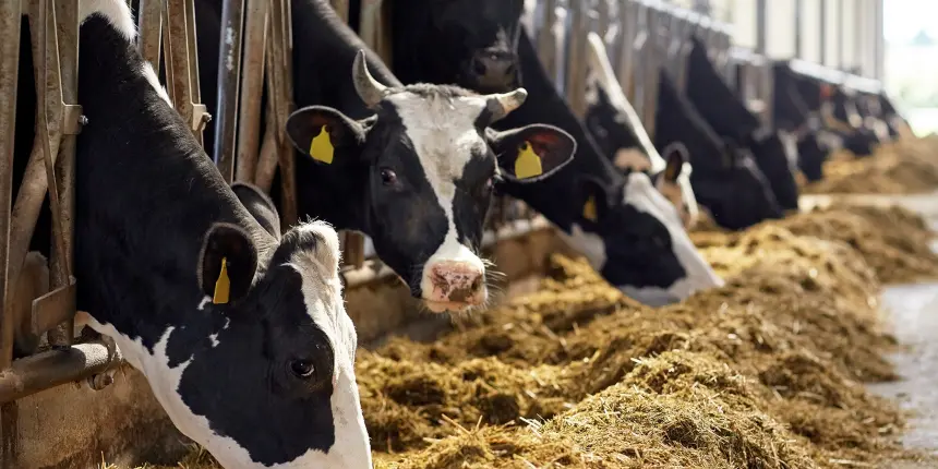 Cows eating hay