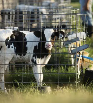 calf looking through fence