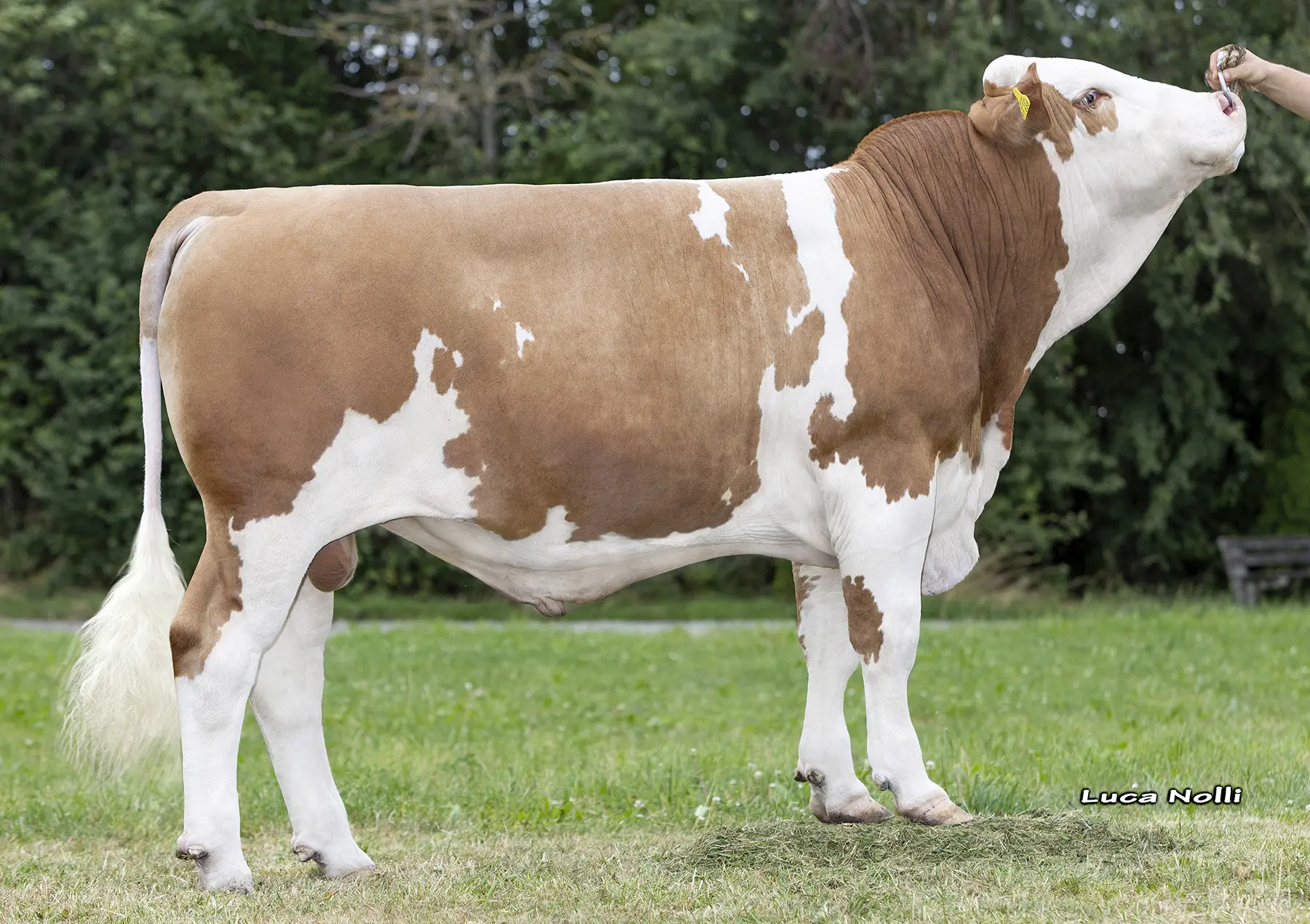 CRV Fleckvieh Bulls