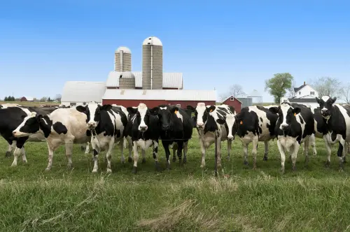 Maximizing Dairy Production with Bagged Silage
