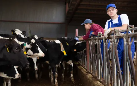Farmers with Cows