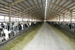 Cows in a building