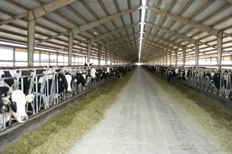 Cows in a building