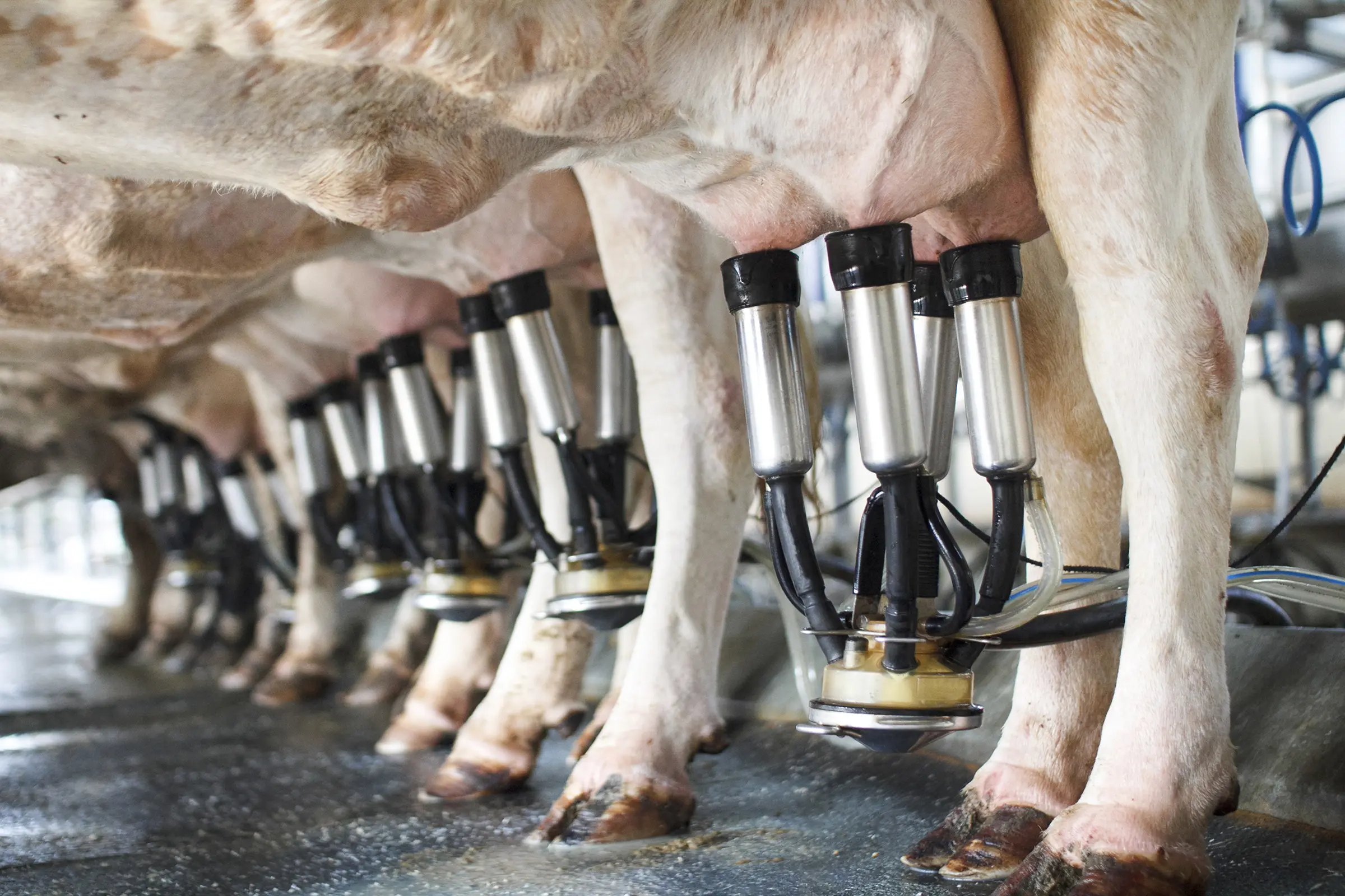 Methods Prevent Mastitis Boost Yield