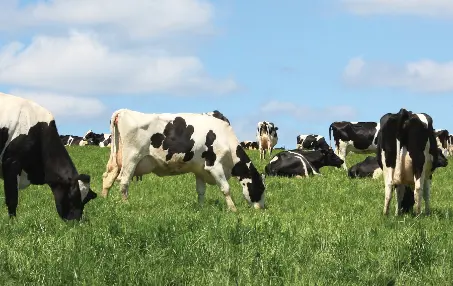 Cows in pasture on a sunny day