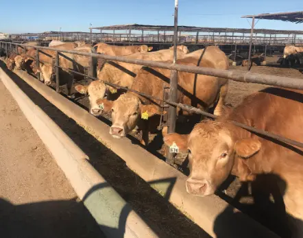 Raising Dairy-Beef Feeder Calves
