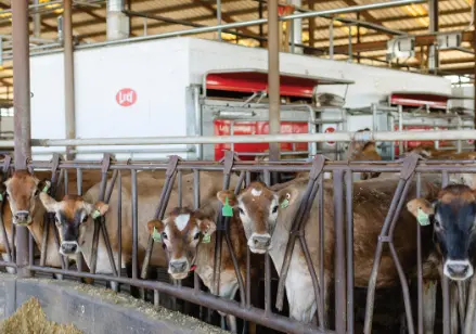 Brown dairy cows