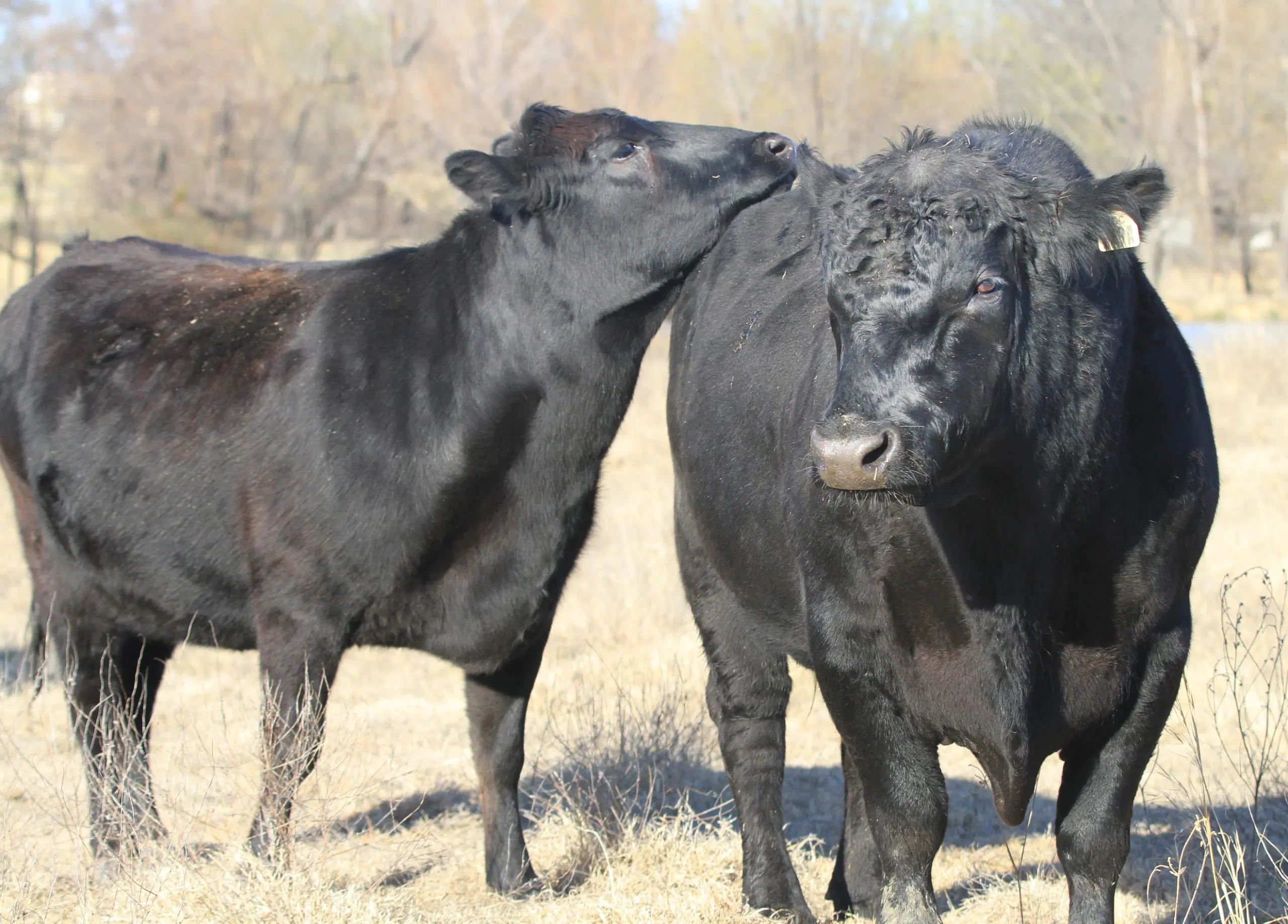 Cow Breed Back After Calving