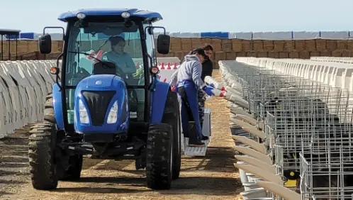 Dairy Labor Challenges