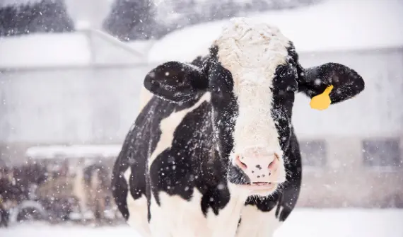 Dairy Udder Health in the Winter