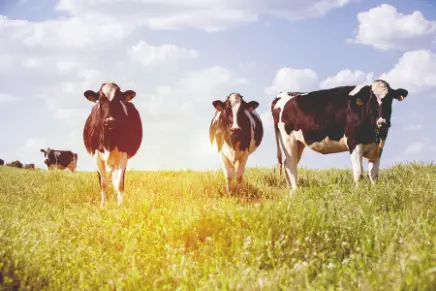 Merck Animal Health SenseHub®