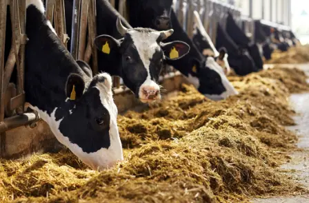 Cows eating