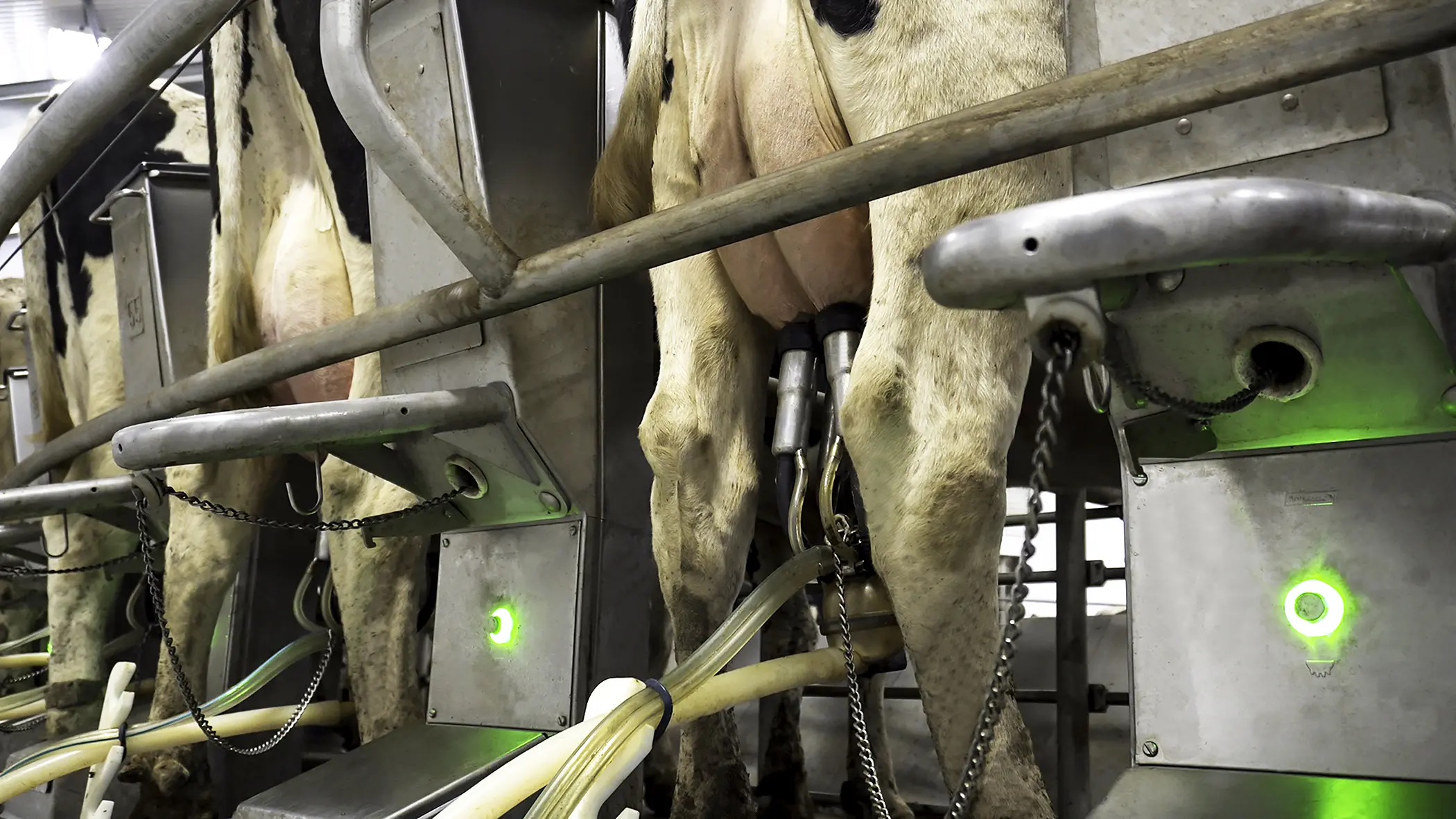 Milk Routines Improve Performance