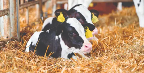 Calf Recumbency