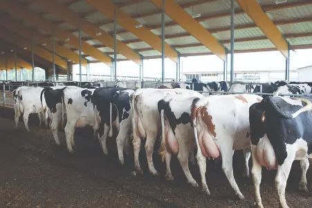 CleanUdders