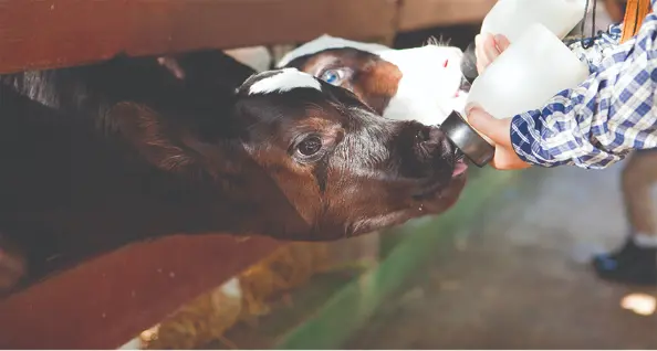 Importance Colostrum Dairy Calves