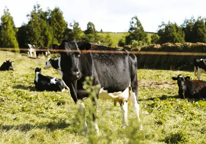 Cow in pasture