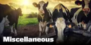 Miscellaneous