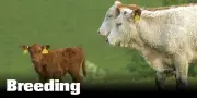Breeding