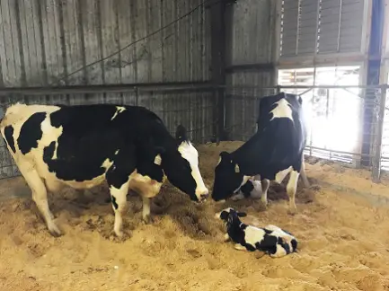 Importance of Colostrum for Dairy Calves