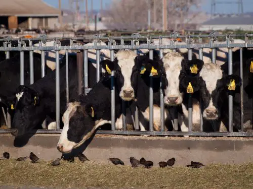 Tips Managing HPAI Dairies