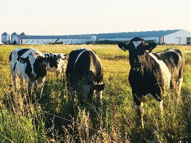 Regenerative Agriculture on a Dairy Farm