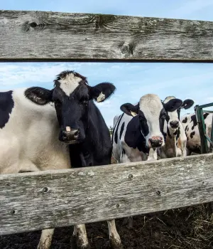 Cows looking through fence