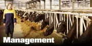Management