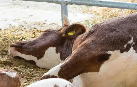 Cow laying down