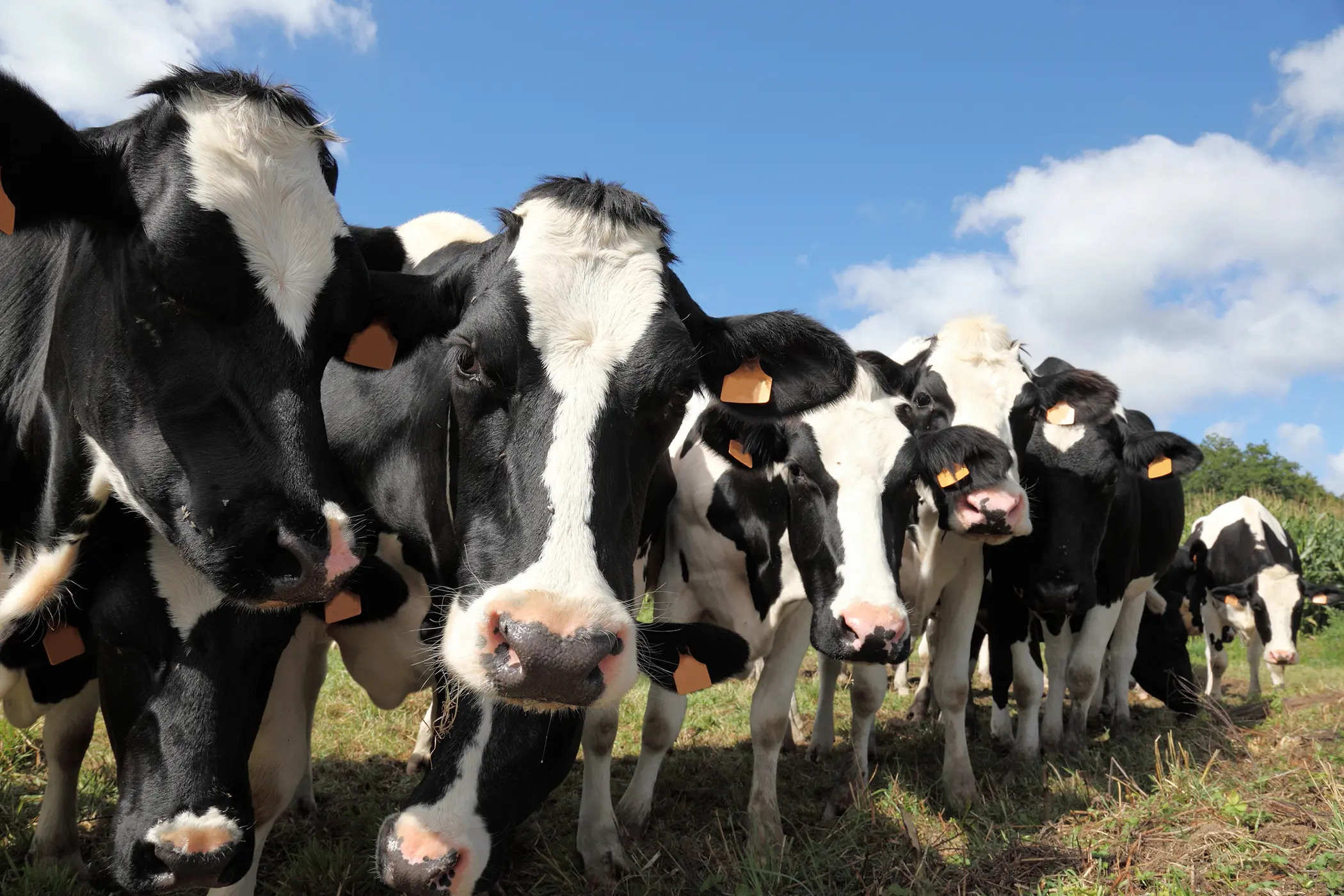 global dairy market outlook 2024