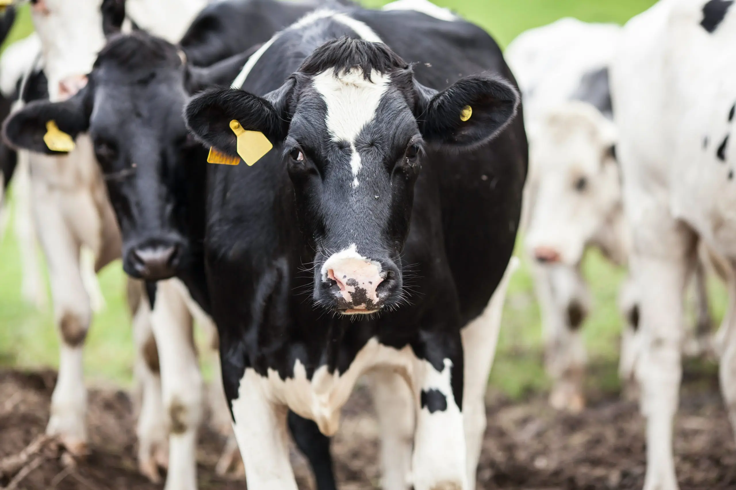 cattle heat stress management