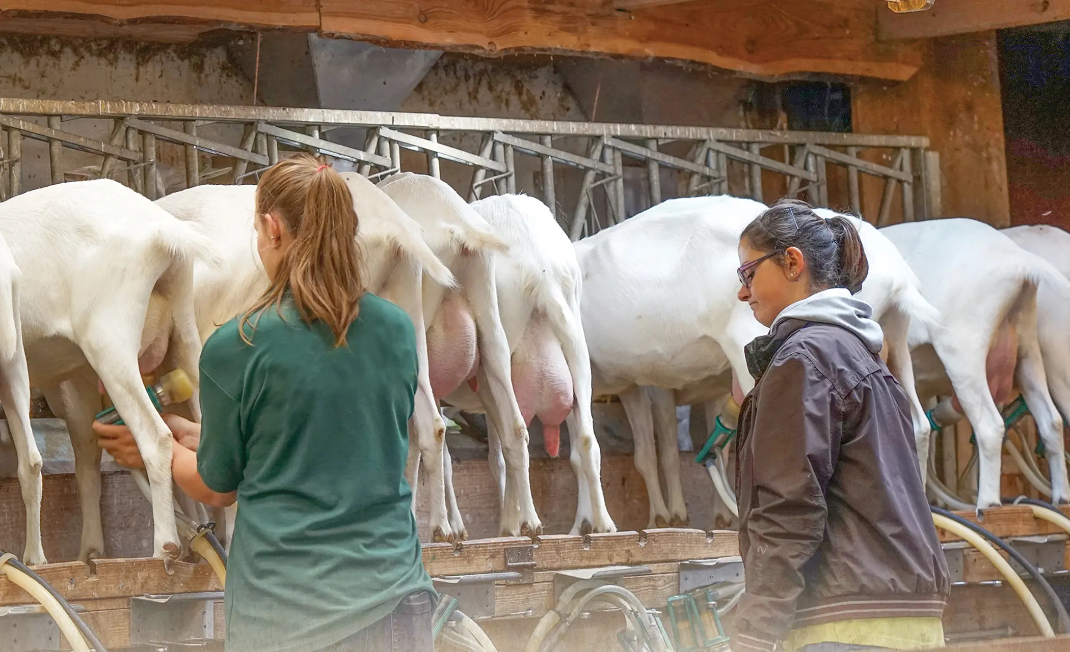 Dairy Goat Milking Systems