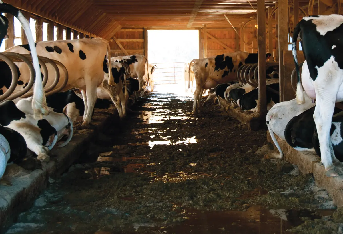 Expert Insights on Manure Management