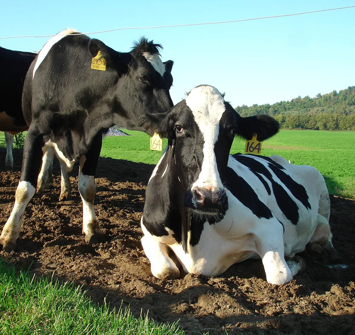 Using Nutrition to Beat the Heat