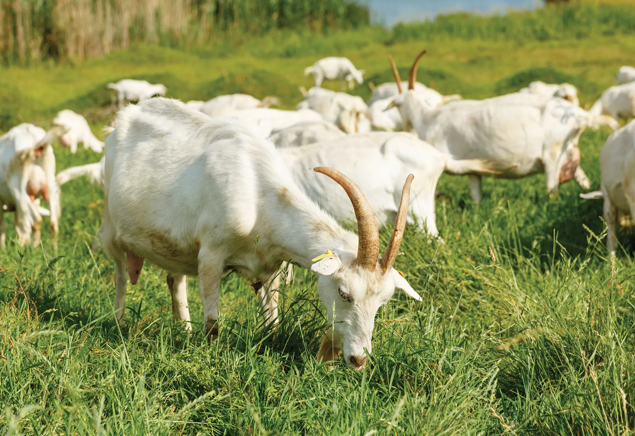 Heat Stress in Small Ruminants